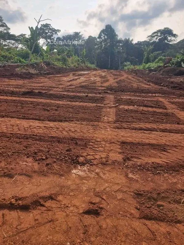 Terrain Barriere